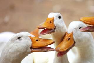 笑ってる動物怒ってる動物画像を交互に貼る