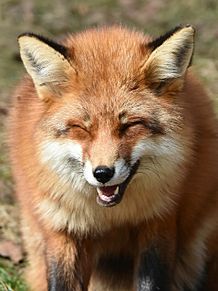 笑ってる動物怒ってる動物画像を交互に貼る