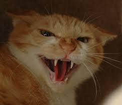 笑ってる動物怒ってる動物画像を交互に貼る