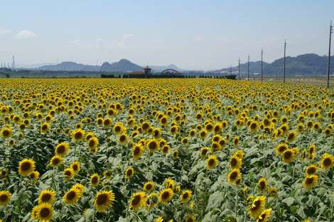 瀬戸内地方の民が語るトピ