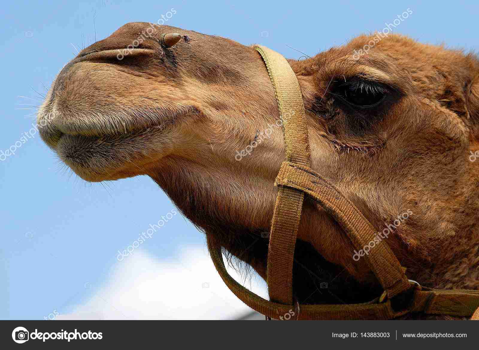 らくだになりたい ガールズちゃんねる Girls Channel