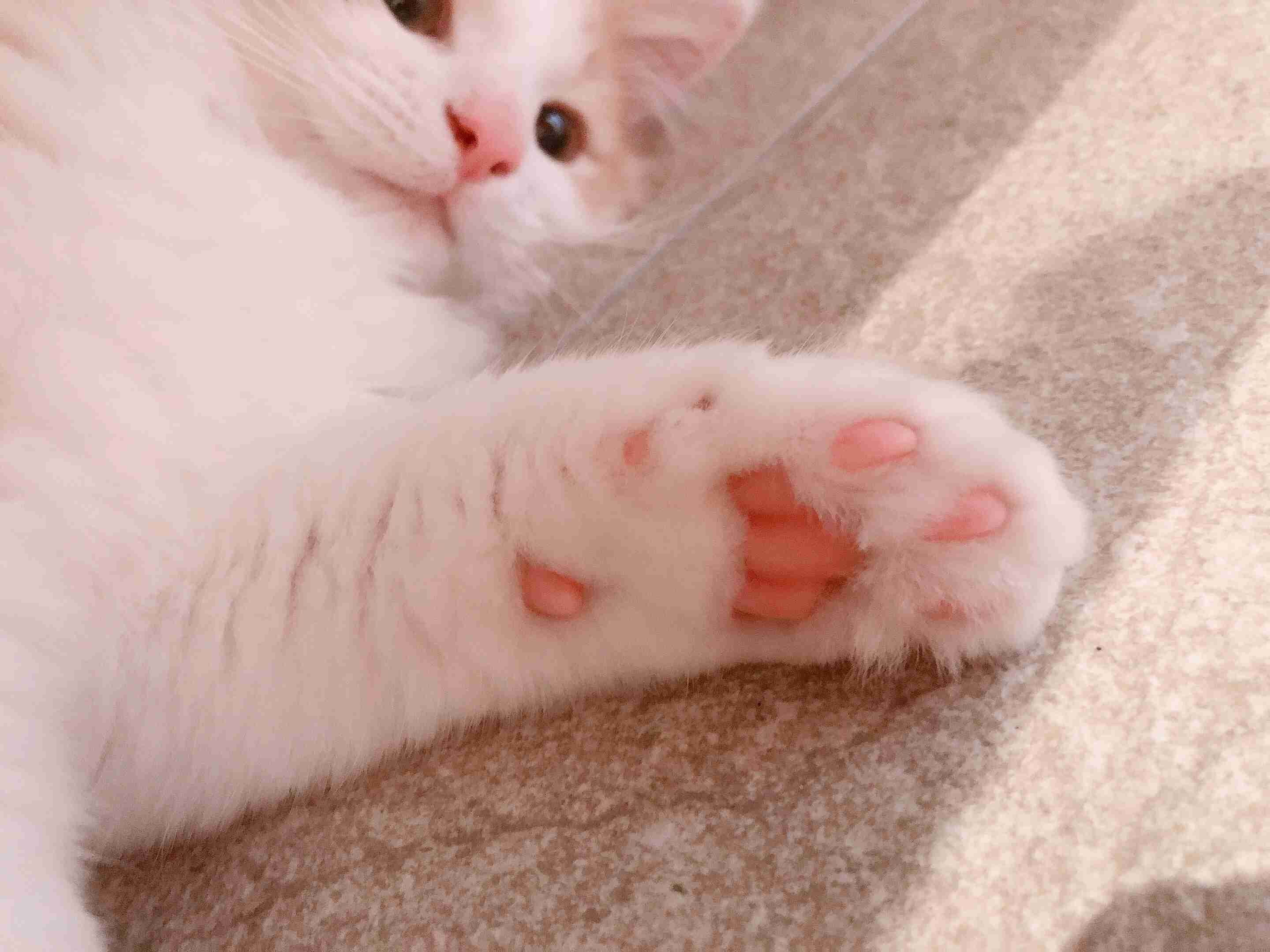 29日(肉球の日)