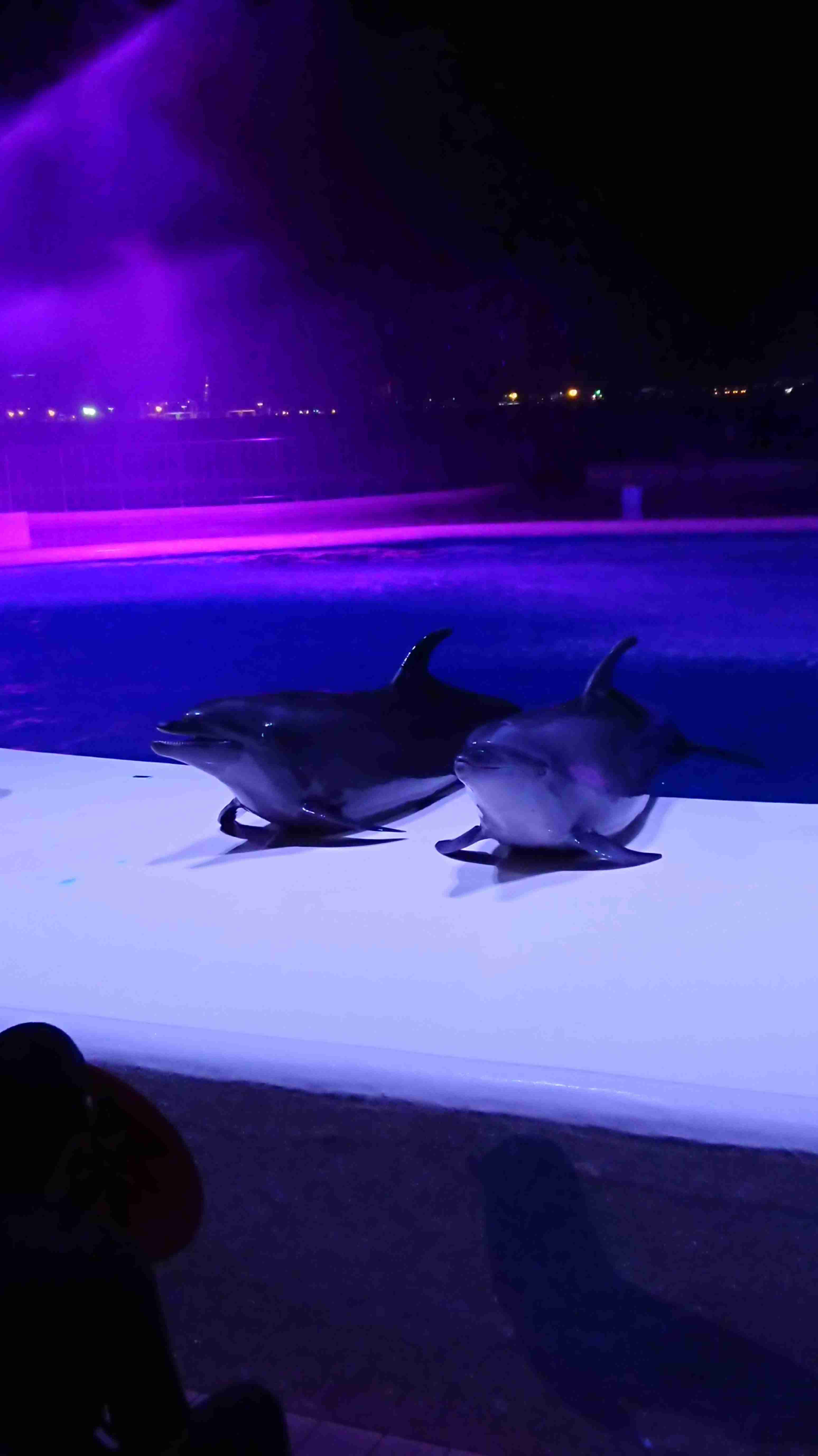 ガルちゃんで画像(サイト)を貼り付ける方法&練習Part24
