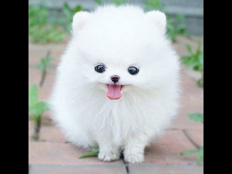 ガルちゃんで画像(サイト)を貼り付ける方法&練習Part24