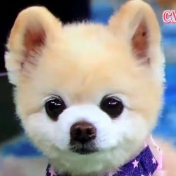 ガルちゃんで画像(サイト)を貼り付ける方法&練習Part24
