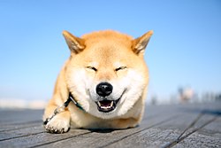 連休で帰省した方、実家のペットの反応はどうでしたか？