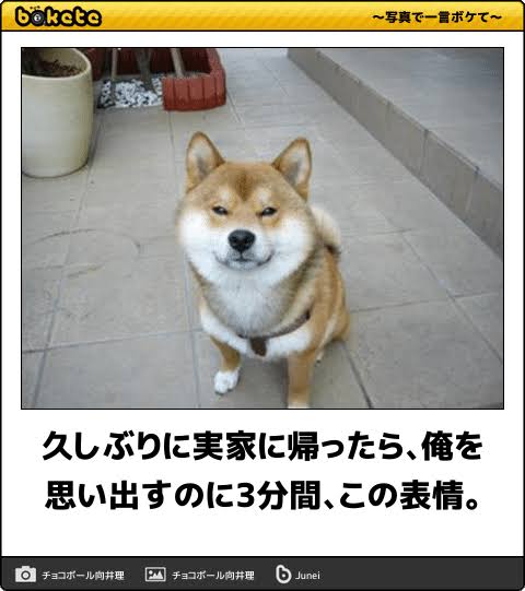 連休で帰省した方、実家のペットの反応はどうでしたか？
