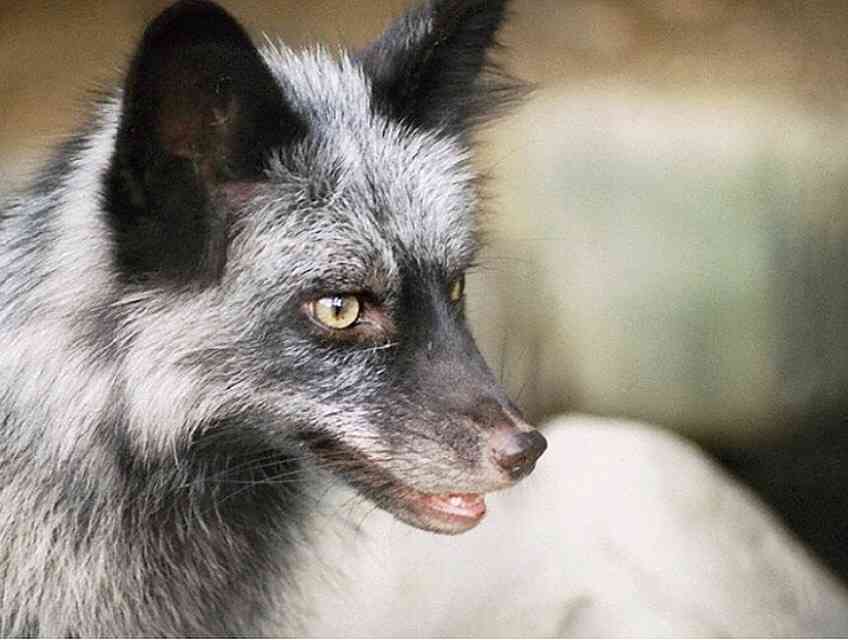 犬猫以外の動物が見たい