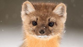 犬猫以外の動物が見たい