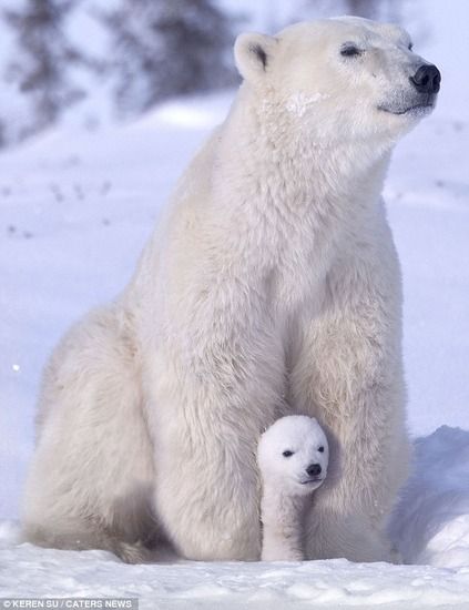 犬猫以外の動物が見たい