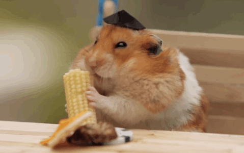 犬猫以外の動物が見たい