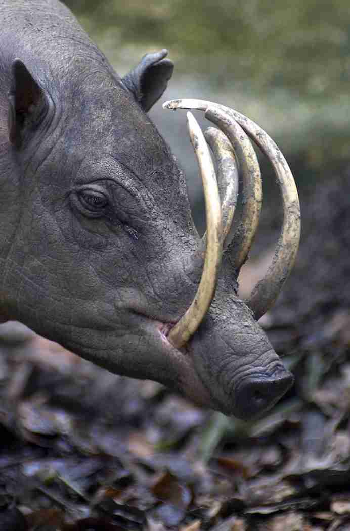 犬猫以外の動物が見たい