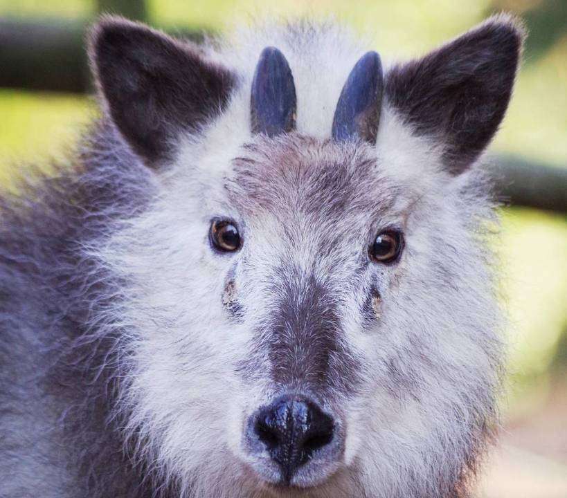 犬猫以外の動物が見たい