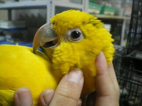 犬猫以外の動物が見たい