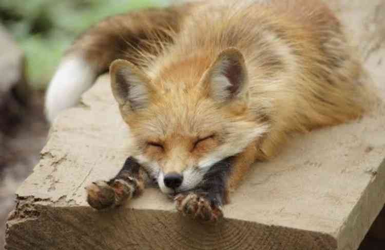 犬猫以外の動物が見たい