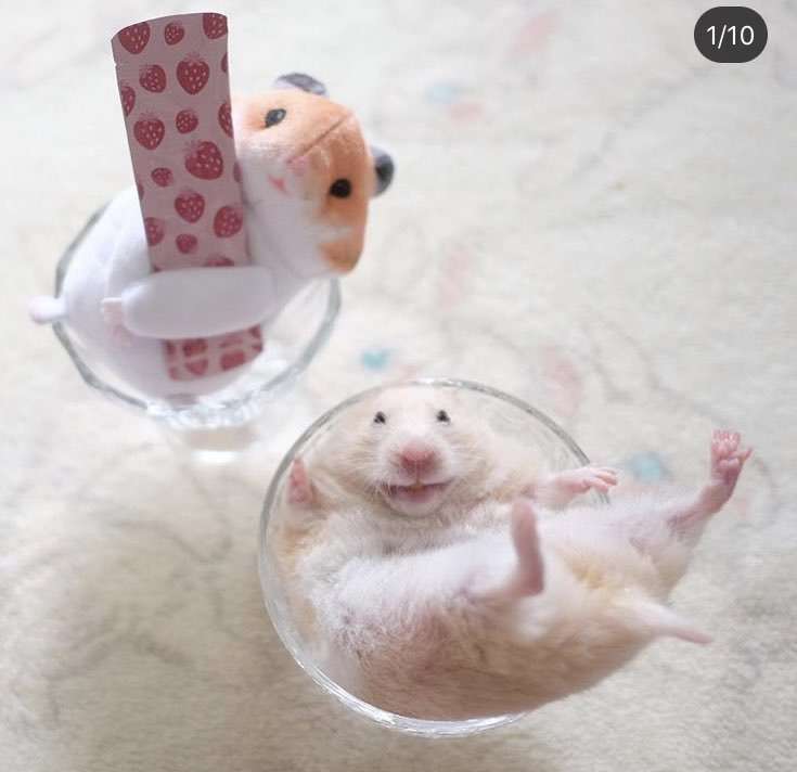 犬猫以外の動物が見たい