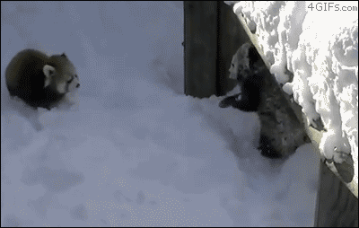 犬猫以外の動物が見たい