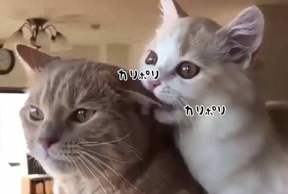 犬猫以外の動物が見たい