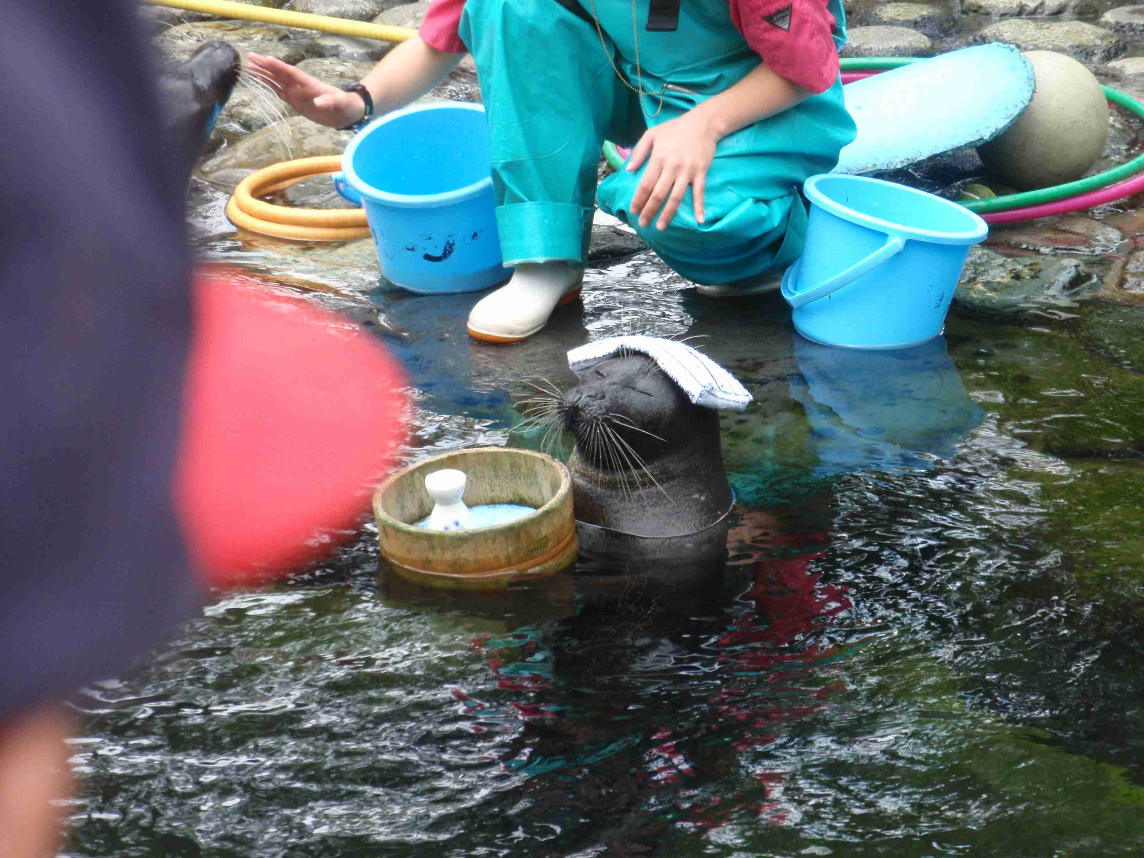 犬猫以外の動物が見たい