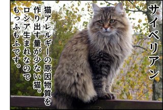 猫好きだけど猫アレルギーの人同士で語り合うトピ