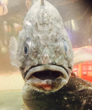「こっち見んな」な画像が集まるトピ