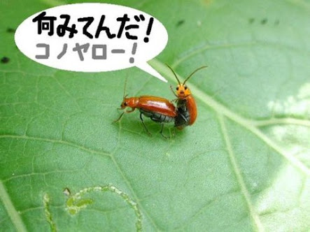 「こっち見んな」な画像が集まるトピ