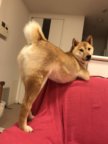 「こっち見んな」な画像が集まるトピ