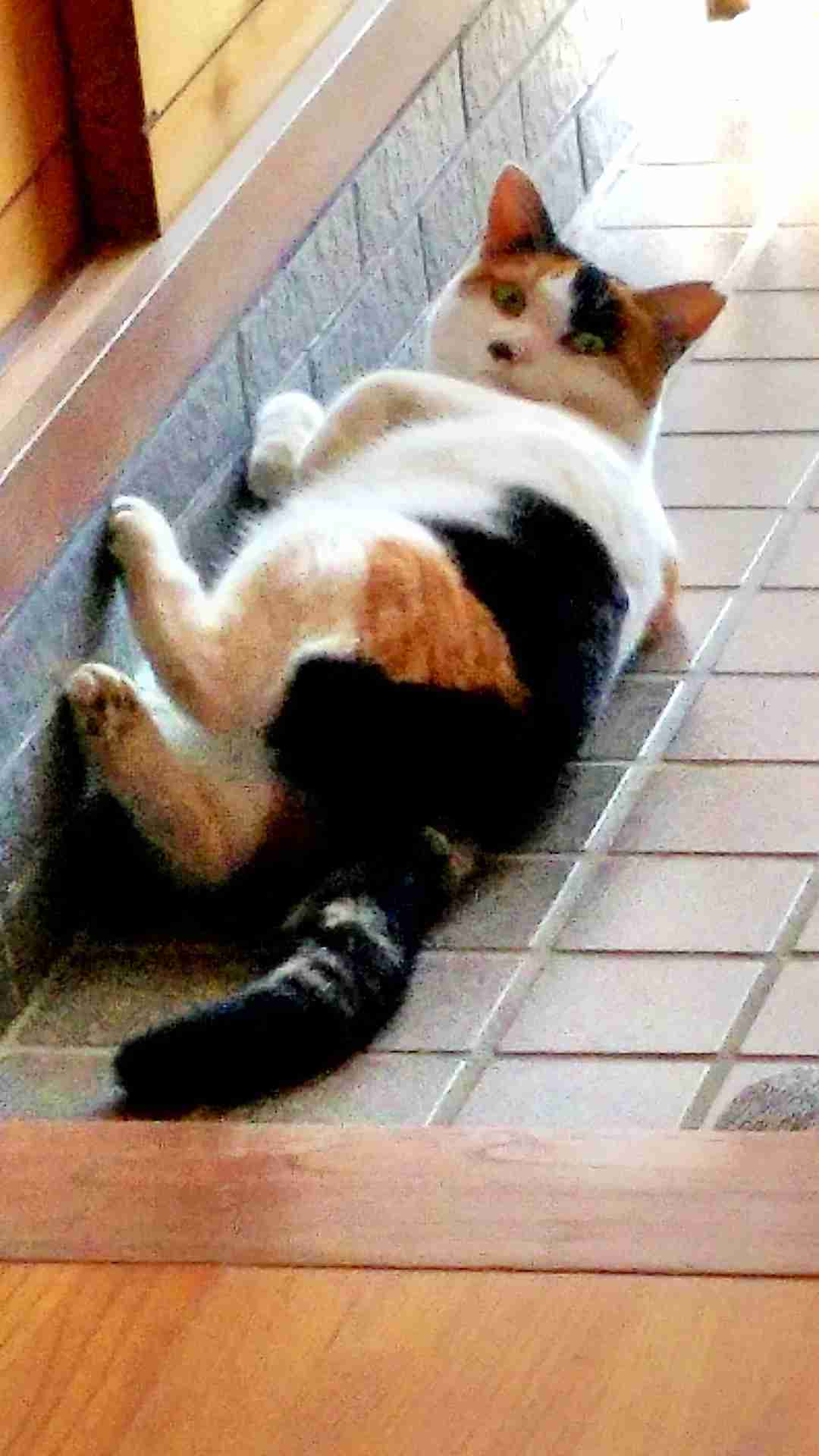 「こっち見んな」な画像が集まるトピ