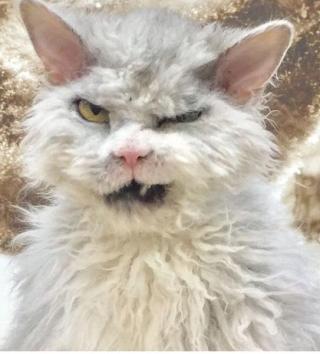 「こっち見んな」な画像が集まるトピ