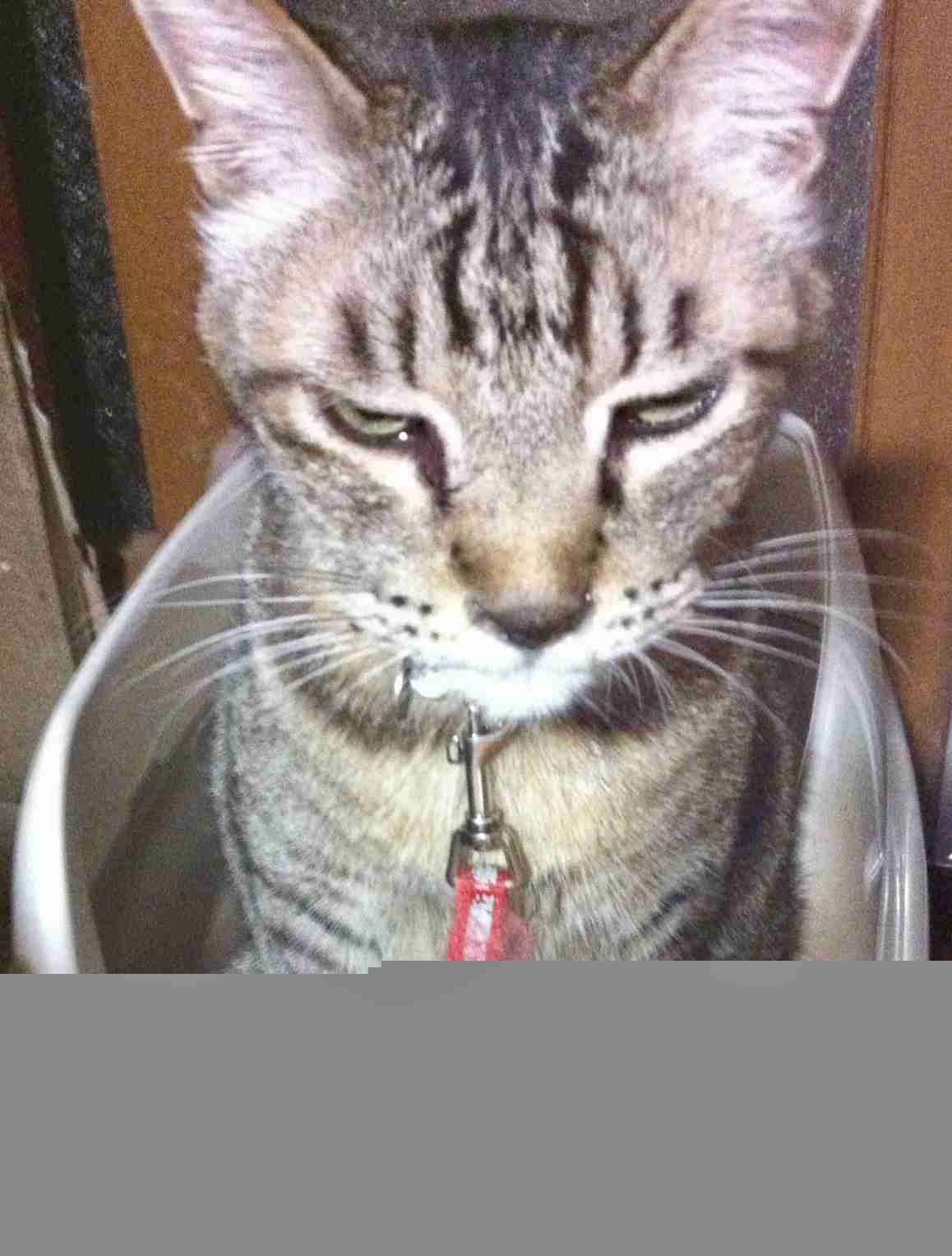 「こっち見んな」な画像が集まるトピ