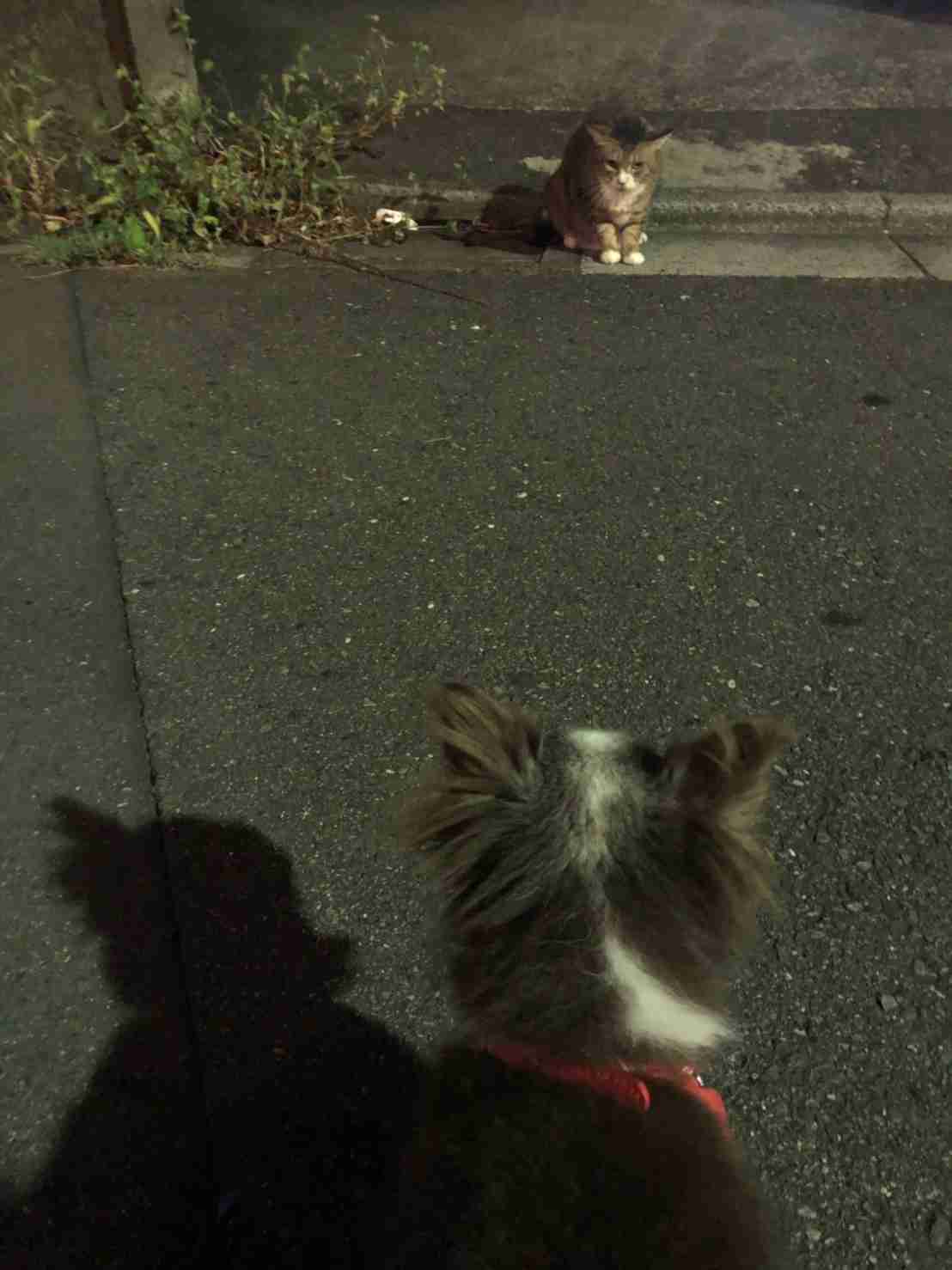 「こっち見んな」な画像が集まるトピ