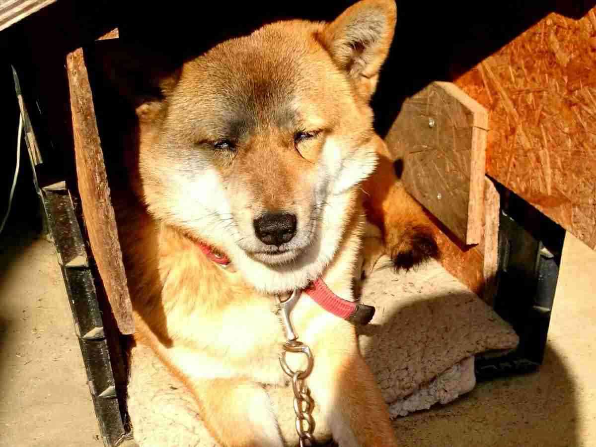 「こっち見んな」な画像が集まるトピ