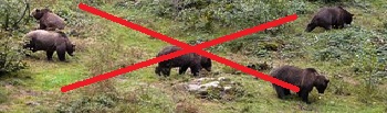 クマ駆除で札幌市に苦情約200件「山に返せなかったか」「施設に入れられなかったか」などの声 北海道