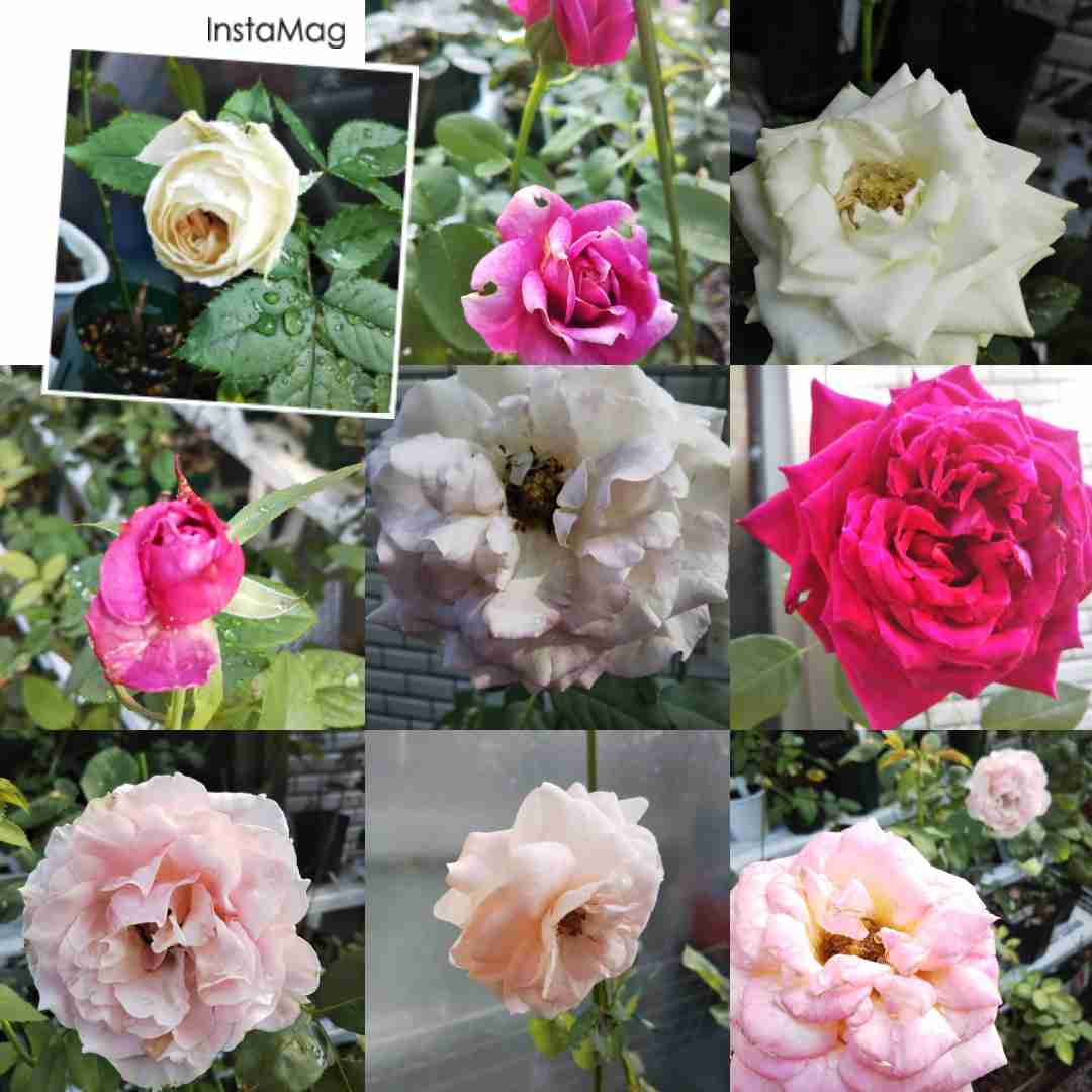 【8月】ガーデニングトピ🌺家庭菜園可