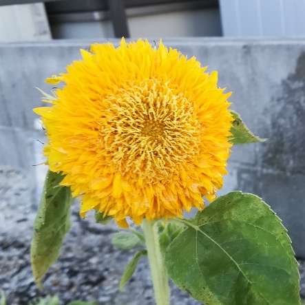 【8月】ガーデニングトピ🌺家庭菜園可