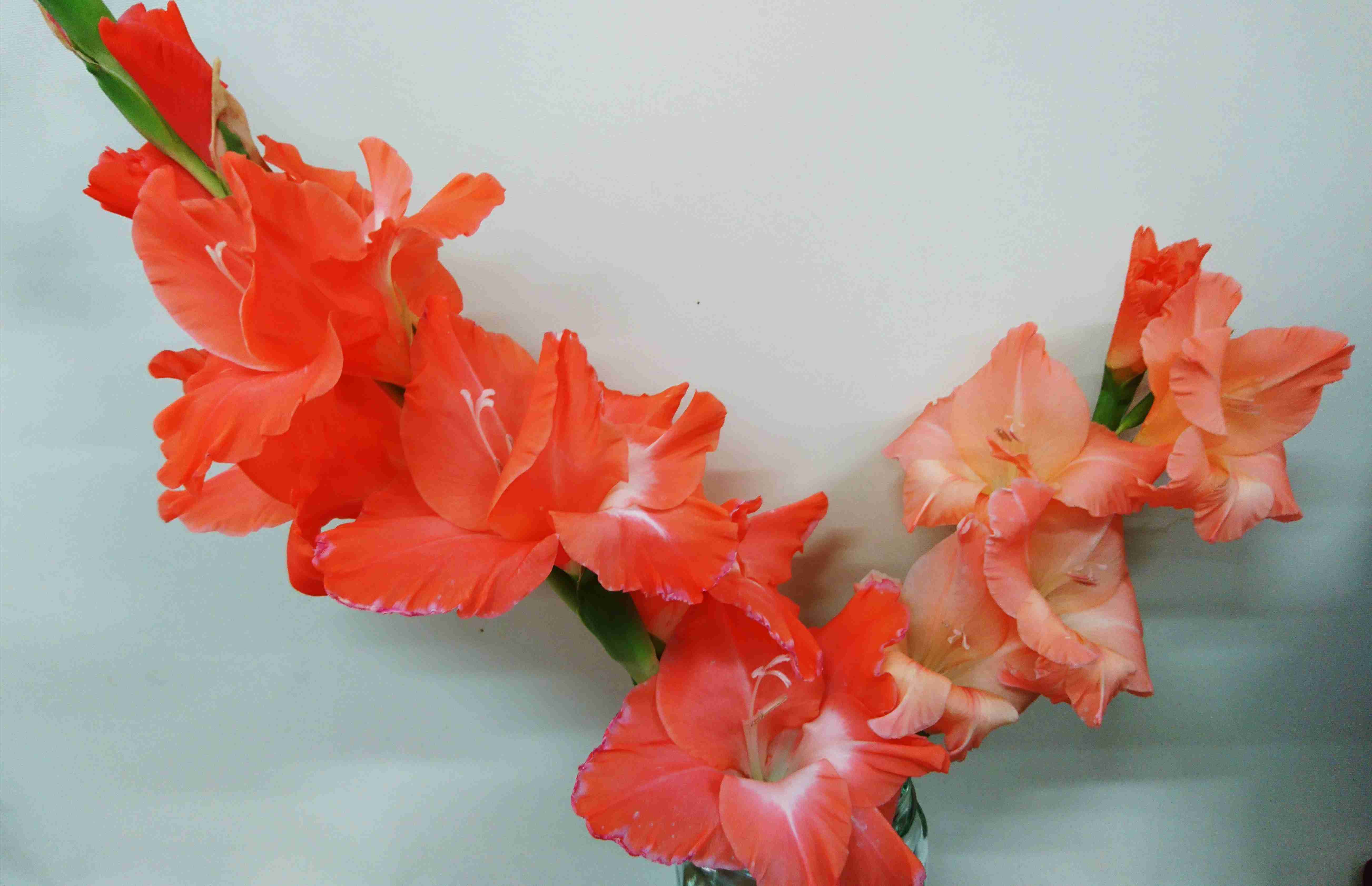 【8月】ガーデニングトピ🌺家庭菜園可