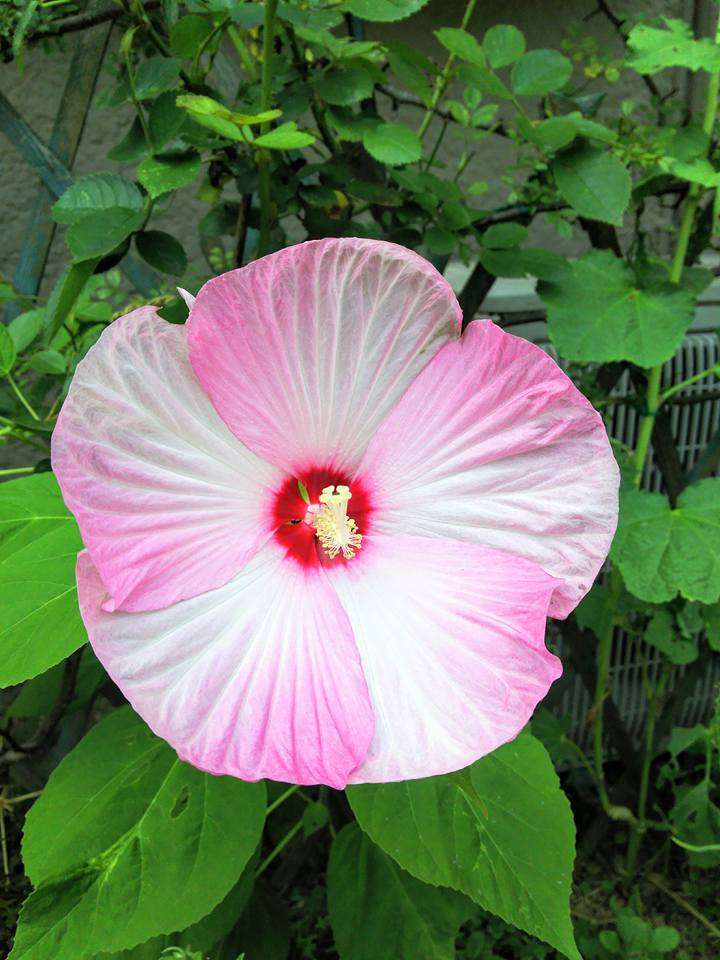 【8月】ガーデニングトピ🌺家庭菜園可