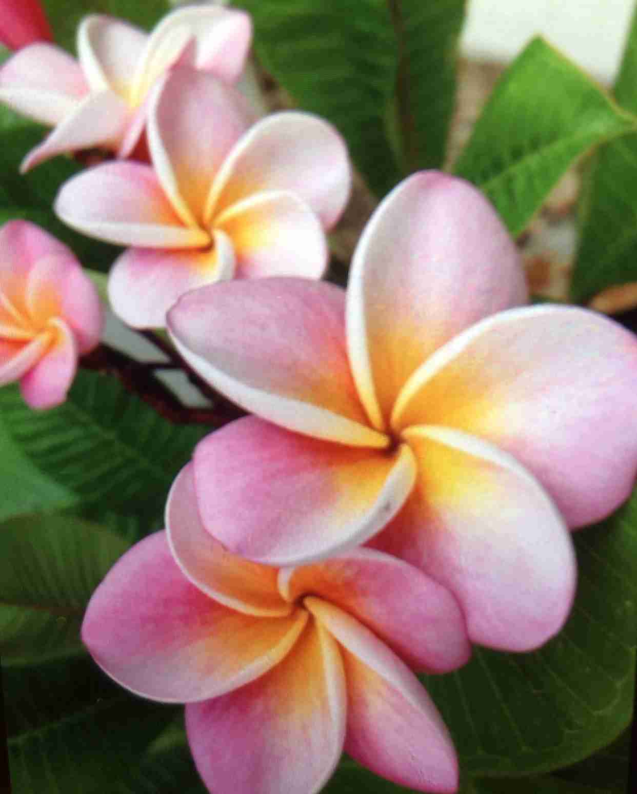 【8月】ガーデニングトピ🌺家庭菜園可