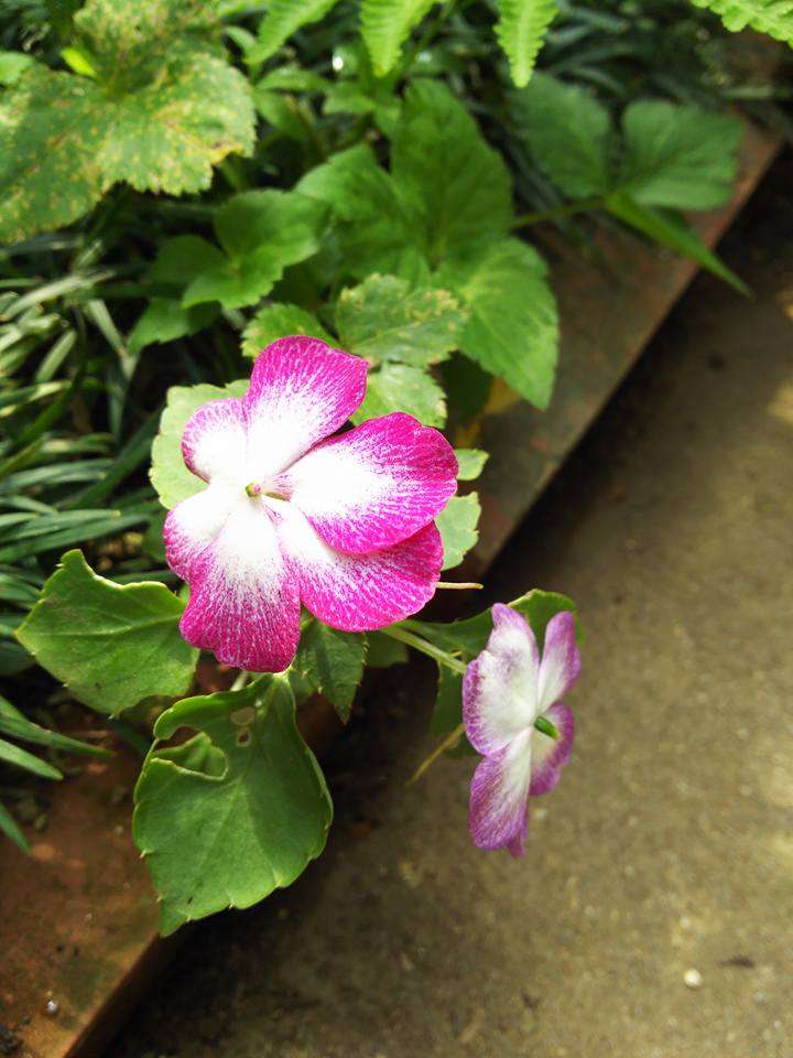 【8月】ガーデニングトピ🌺家庭菜園可