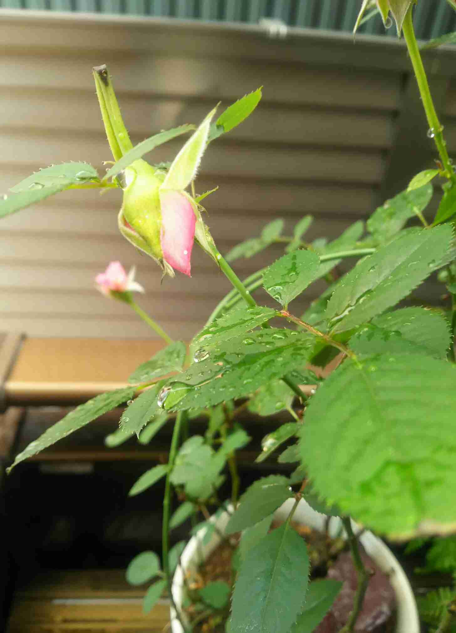 【8月】ガーデニングトピ🌺家庭菜園可