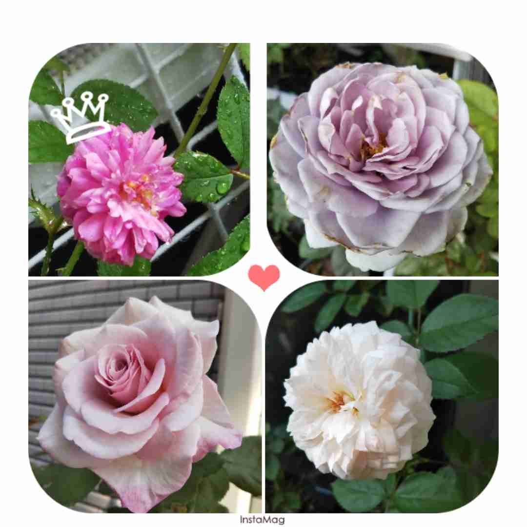 【8月】ガーデニングトピ🌺家庭菜園可