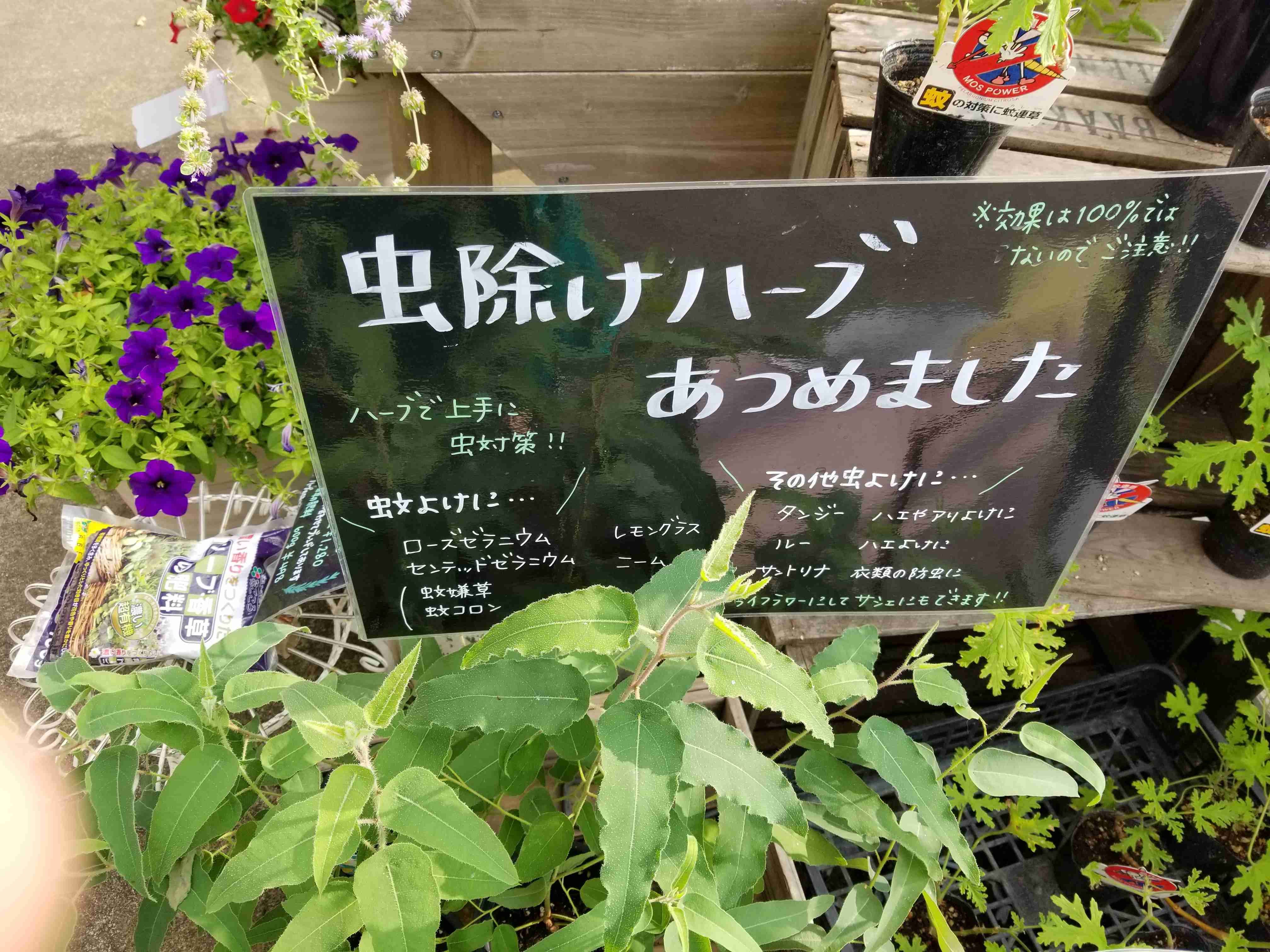 【8月】ガーデニングトピ🌺家庭菜園可