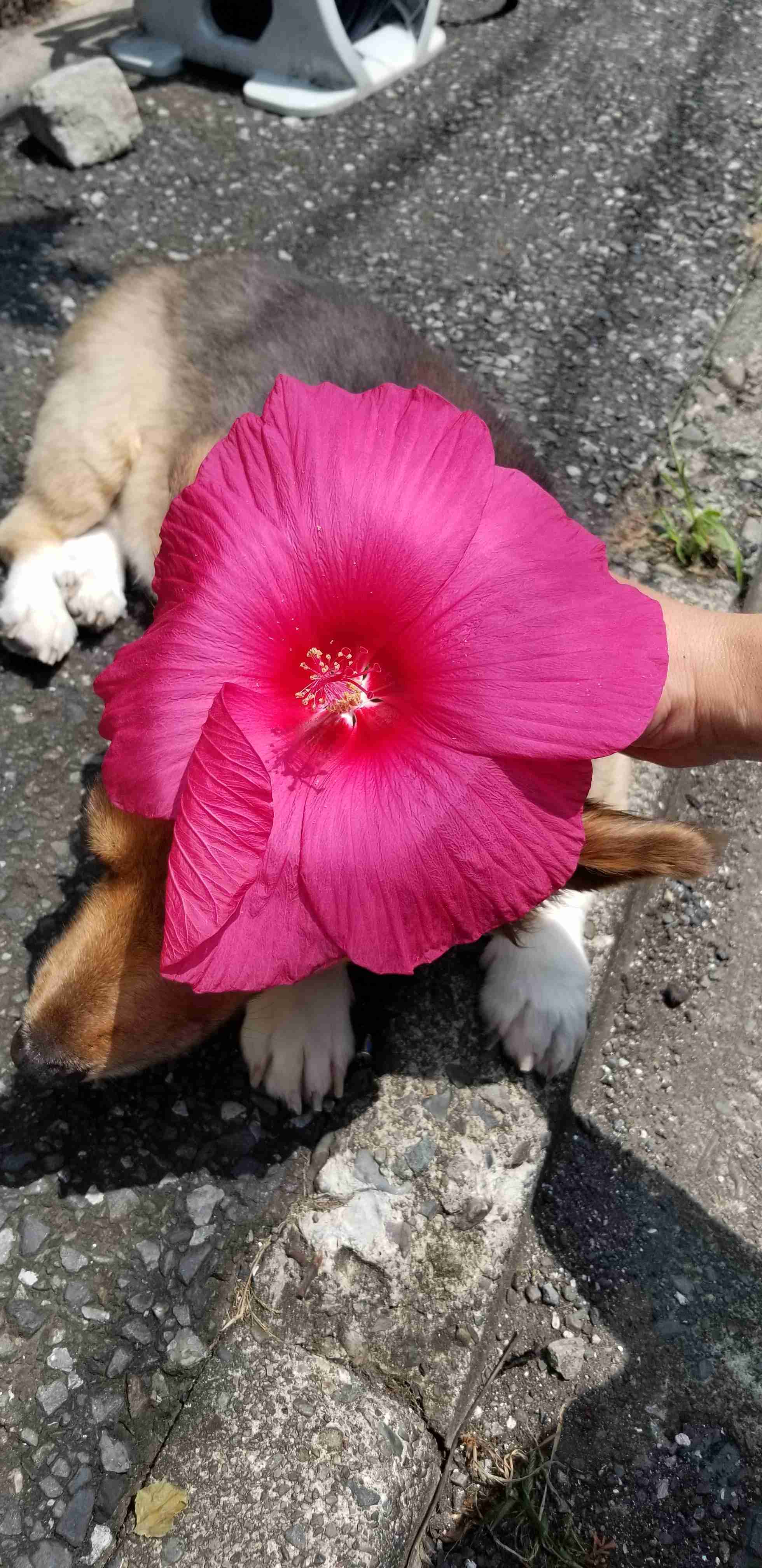 【8月】ガーデニングトピ🌺家庭菜園可