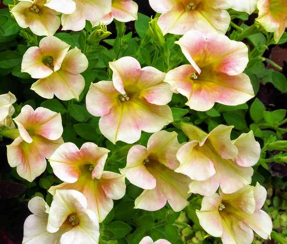 【8月】ガーデニングトピ🌺家庭菜園可