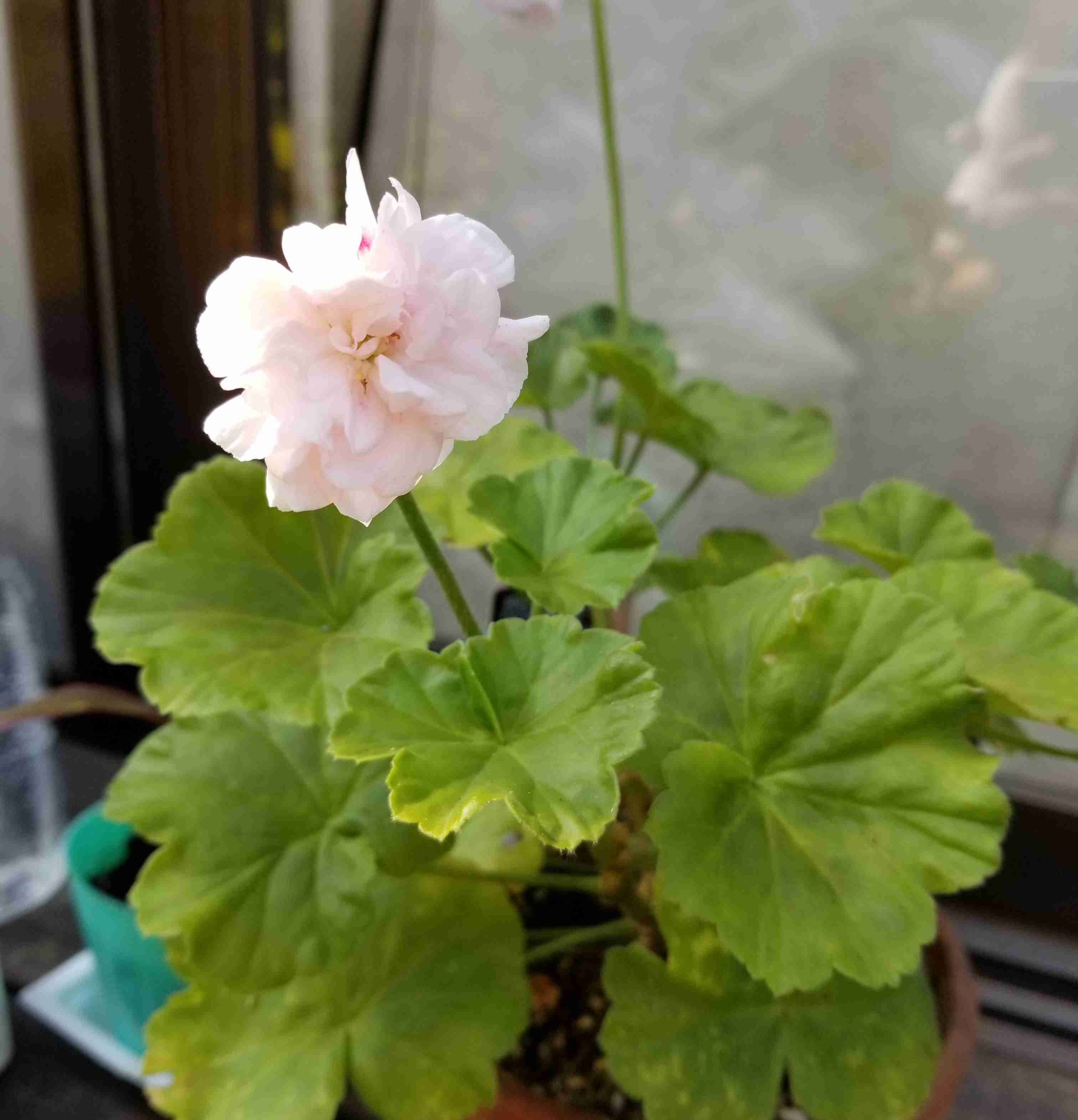 【8月】ガーデニングトピ🌺家庭菜園可
