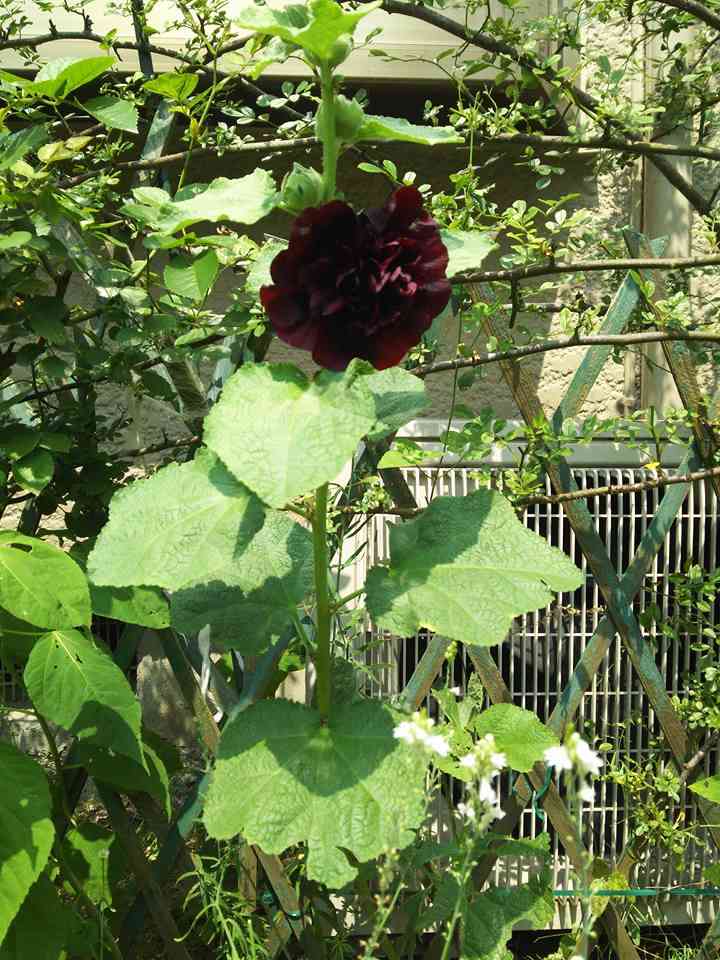 【8月】ガーデニングトピ🌺家庭菜園可