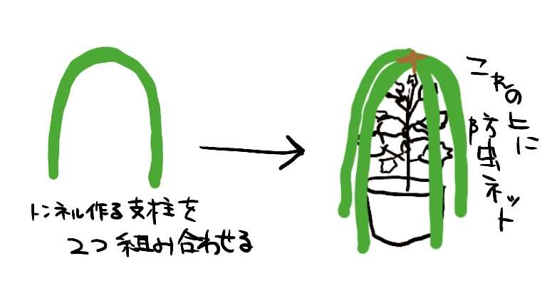 【8月】ガーデニングトピ🌺家庭菜園可