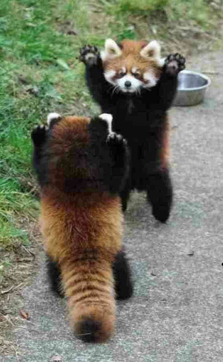 お気に入りの画像貼ってくトピ