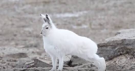 お気に入りの画像貼ってくトピ