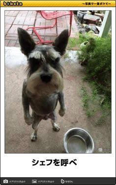 お気に入りの画像貼ってくトピ